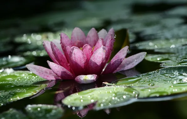 Картинка макро, цветы, природа, боке, нимфея, капли дождя, водяная лилия