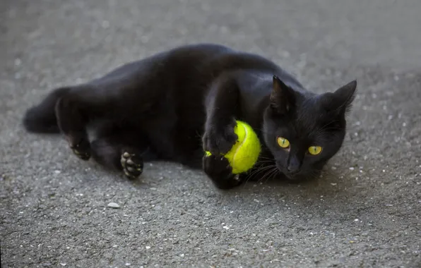 Картинка глаза, кот, взгляд, черный, мячик