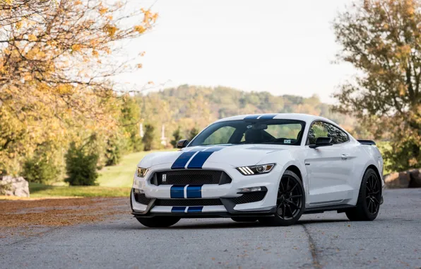 Картинка Shelby, Blue, White, GT350, Strips