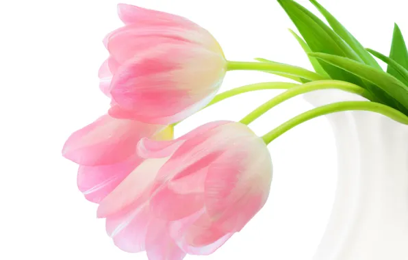 Картинка тюльпаны, белый фон, розовые, бутоны