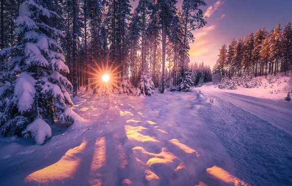 Картинка зима, дорога, солнце, лучи, деревья, пейзаж, природа, ели, снега