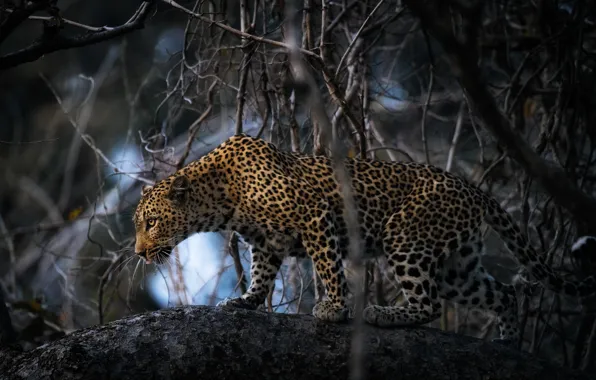 Картинка ветки, дерево, леопард, Африка, большая кошка