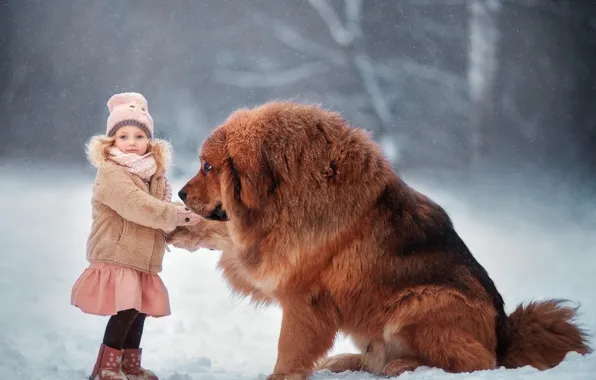 Картинка зима, снег, настроение, собака, дружба, девочка, друзья, пёс, Тибетский мастиф, Anna Melnikova