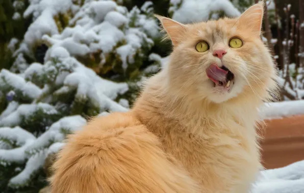 Картинка зима, облизывается, смотрит вверх, рыжая кошка