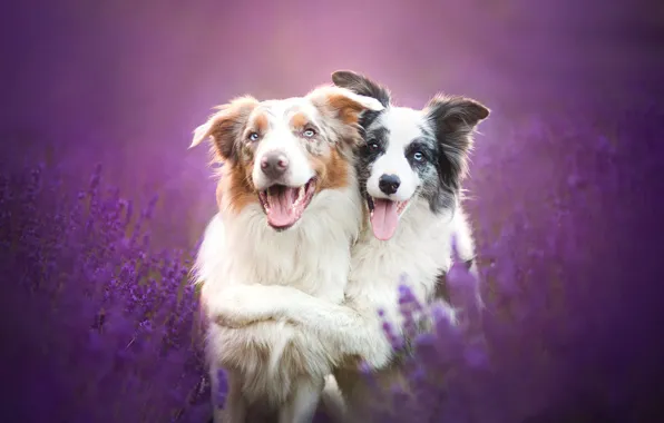 Картинка собаки, цветы, дружба, друзья, лаванда, Бордер-колли