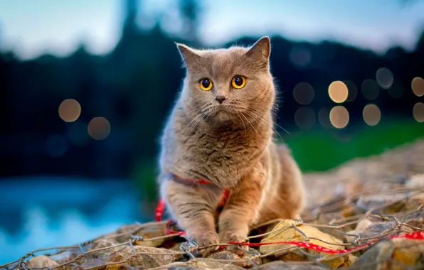 Картинка кошка, кот, блики, камни, боке