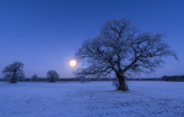 Картинка зима, ночь, дерево