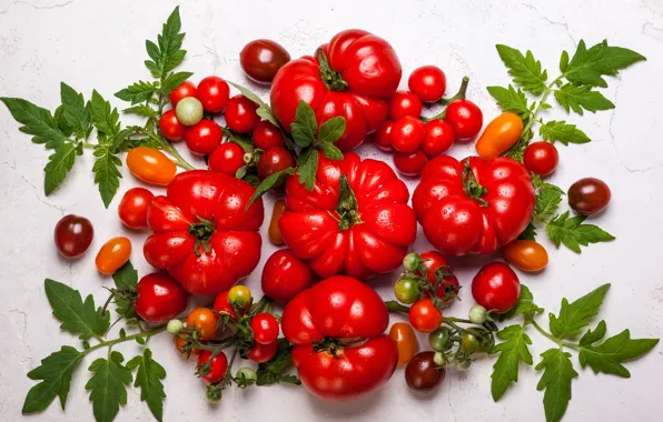 Картинка зелень, листья, фон, красные, натюрморт, овощи, мокрые, помидоры, томаты
