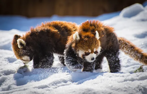 Картинка снег, пара, панды, Красная панда, Малая панда