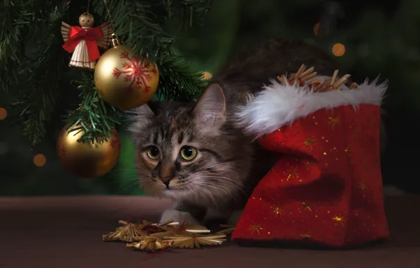 Картинка кошка, кот, шарики, украшения, шары, игрушки, Рождество, Новый год, ёлка, мешок