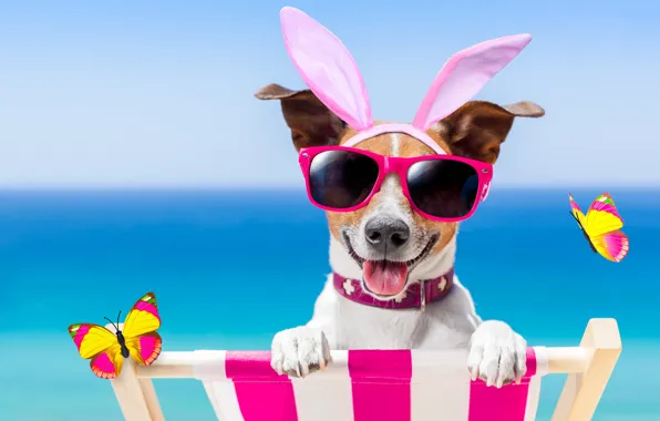 Картинка пляж, бабочки, собака, очки, happy, beach, dog, funny, vacation, sunglasses, bunny ears