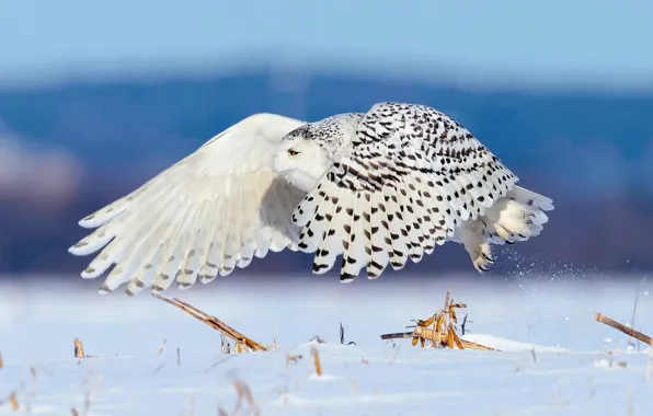 Картинка зима, снег, птица, полёт, полярная сова