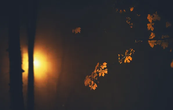 Картинка листья, ночь, природа