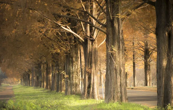 Картинка осень, деревья, улица