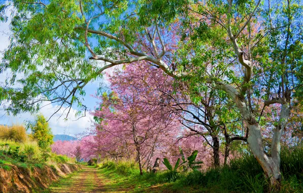 Картинка деревья, ветки, парк, весна, сакура, цветение, nature, pink, blossom, park, tree, sakura, cherry, spring, bloom