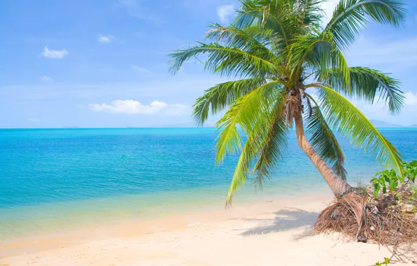 Картинка песок, море, пляж, солнце, пальмы, берег, summer, beach, sea, island, sand, paradise, palms, tropical