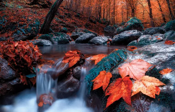 Картинка осень, лес, листья, деревья, пейзаж, природа, ручей, камни, течение