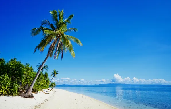 Картинка Природа, Море, Пляж, Тропики, Пальмы, Побережье, Филиппины