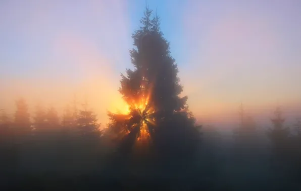 Картинка лес, небо, солнце, лучи, свет, деревья, природа, туман, дымка