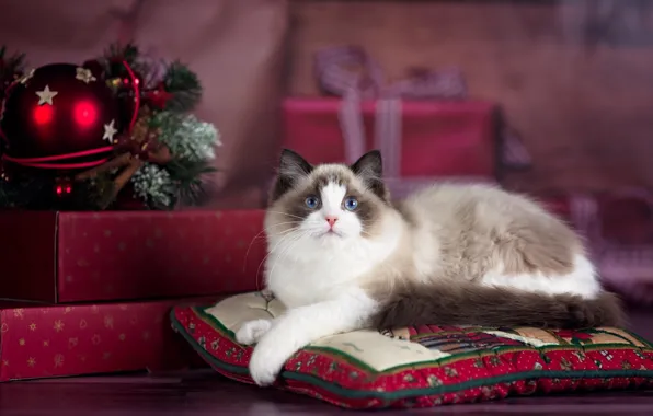 Картинка кошка, кот, животное, праздник, новый год, рождество, подушки, подарки, коробки, рэгдолл, ragdoll
