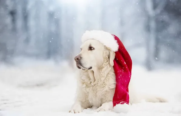 Картинка зима, снег, собака, колпак, боке, Голден ретривер, Золотистый ретривер