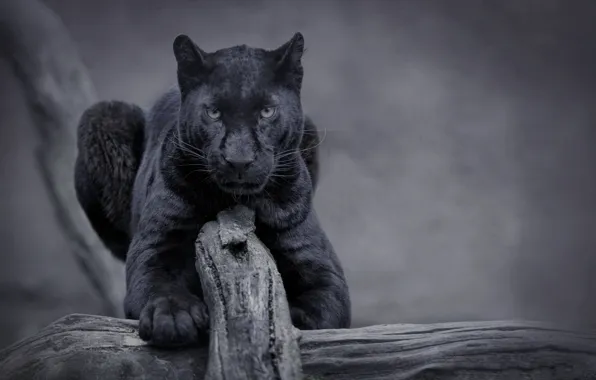 Картинка nature, cat, panther, wild, black panther