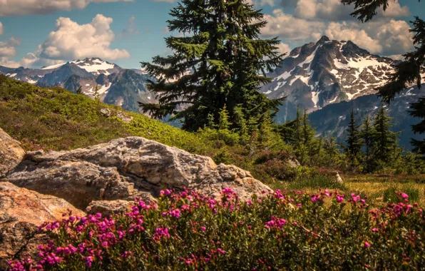 Картинка деревья, цветы, горы, ели, штат Вашингтон, Каскадные горы, Washington State, Cascade Range
