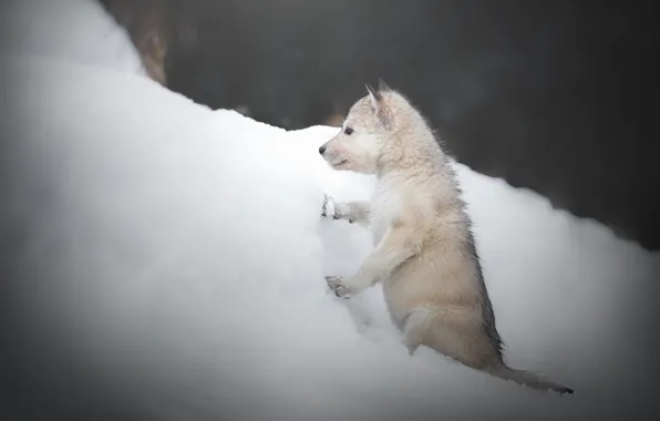 Картинка зима, снег, собака, щенок, сугроб, пёсик, Чехословацкая волчья собака, Волкособ