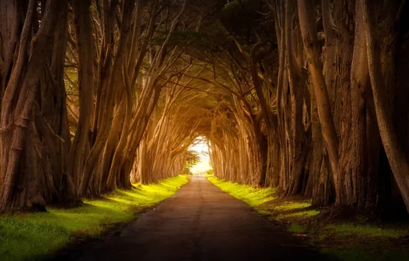 Картинка дорога, свет, деревья, природа