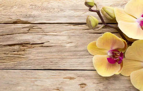 Картинка wood, орхидея, flowers, orchid