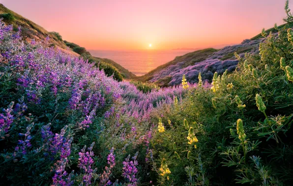 Картинка море, небо, трава, солнце, цветы, побережье, горизонт, Сан-Франциско, США, возвышенность