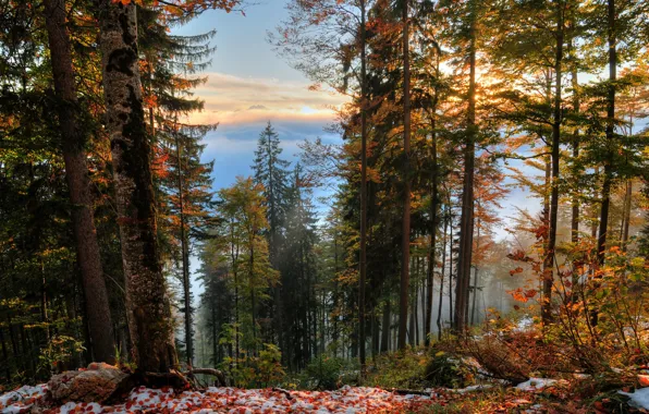 Картинка Осень, Деревья, Снег, Лес, Fall, Листва, Snow, Autumn, Forest, Trees, Leaves