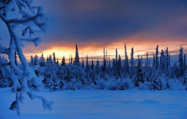 Картинка зима, лес, снег, деревья, ветки, восход, рассвет, утро, Аляска, Alaska, Толсона, Tolsona