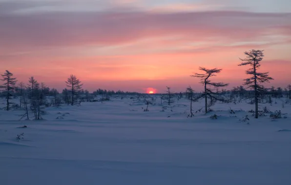 Картинка зима, снег, деревья, восход, рассвет, Россия, Сахалин