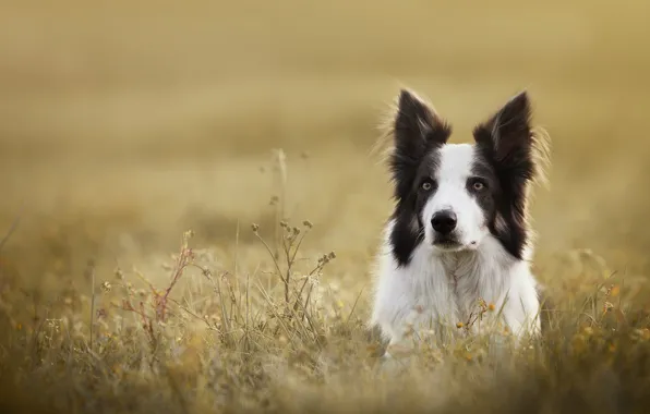 Картинка трава, взгляд, морда, собака, Бордер-колли