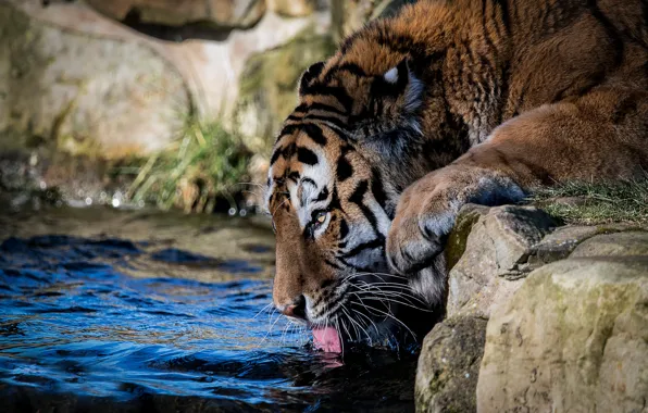 Картинка морда, вода, тигр, жажда, водопой, дикая кошка