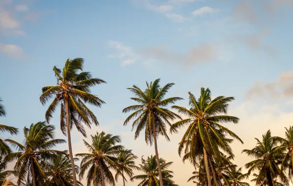 Картинка summer, trees, palms hotel