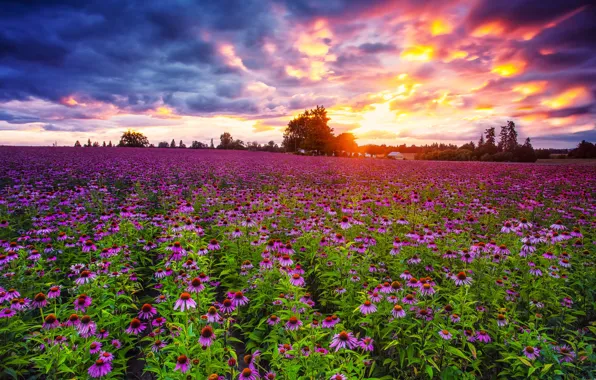 Картинка поле, закат, цветы, эхинацея, Pacific Northwest