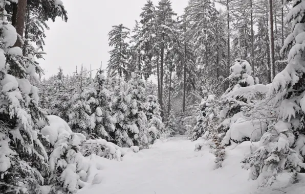 Картинка лес, Зима, Снег, Мороз, Winter, Frost, Snow, Forest, Сугробы
