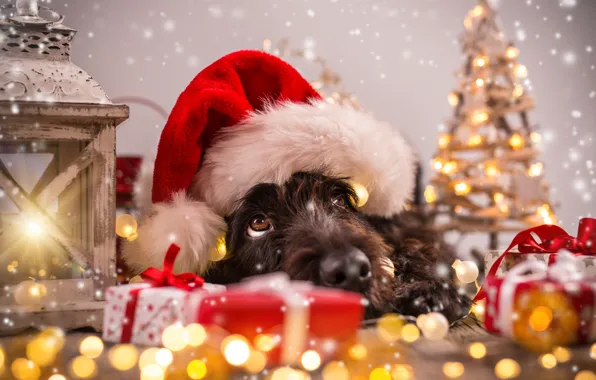 Картинка елка, собака, Новый Год, Рождество, Christmas, dog, 2018, Merry Christmas, Xmas, funny, cute, decoration, santa …
