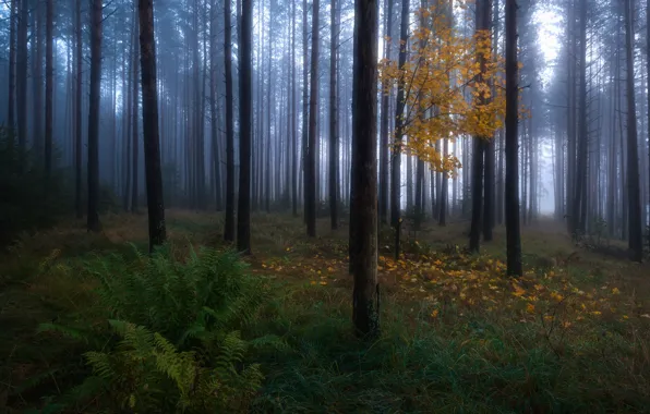 Картинка осень, лес, деревья, природа, дерево, листва, дымка, клён, папоротник