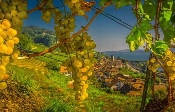 Картинка вид, Швейцария, виноград, городок, Switzerland, Twann, Тван