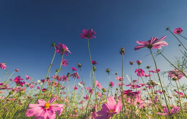 Картинка поле, лето, солнце, цветы, summer, розовые, field, pink, flowers, cosmos