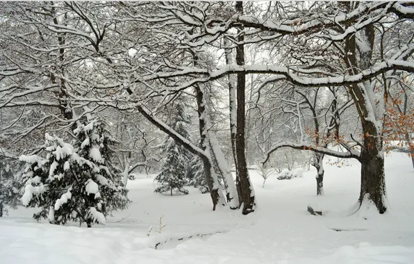 Картинка Зима, Деревья, Снег, Парк, Мороз, Frost, Park, Snow, Trees, Wintet
