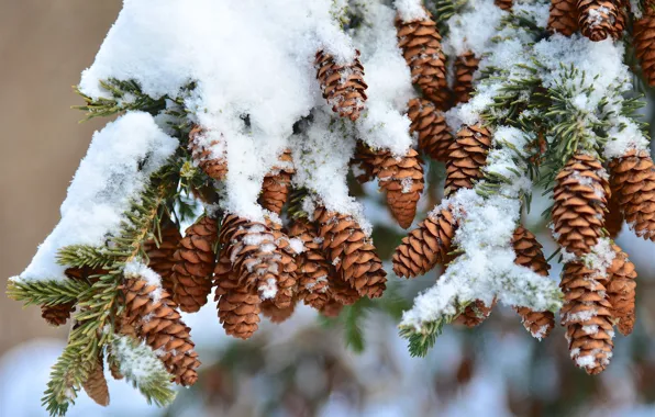 Картинка зима, снег, природа, дерево, ель, шишки