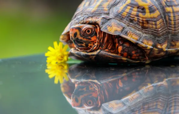 Картинка цветок, отражение, одуванчик, черепаха