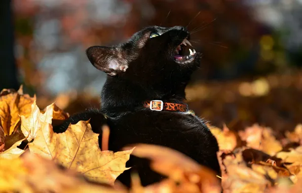Картинка черный кот, осенние листья, мяукает, размытость боке