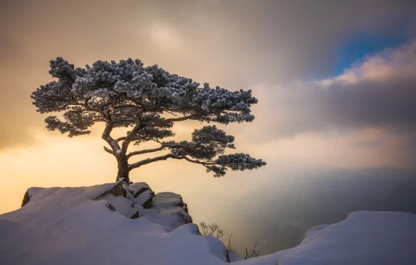 Картинка зима, небо, облака, свет, снег, дерево, скалы
