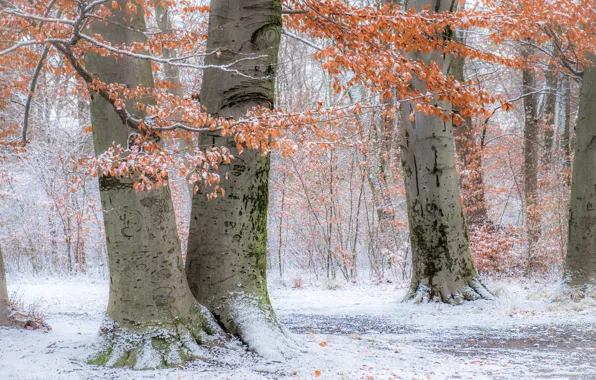 Картинка осень, снег, деревья, парк, Германия, Мюнхен, Бавария, Germany, Munich, Bavaria, Английский сад, Englischer Garten