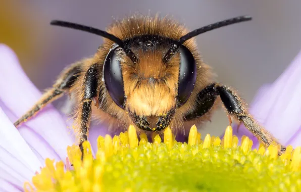 Картинка цветок, глаза, макро, пчела, фон, пыльца, лепестки, ромашка, мордочка, насекомое, усики